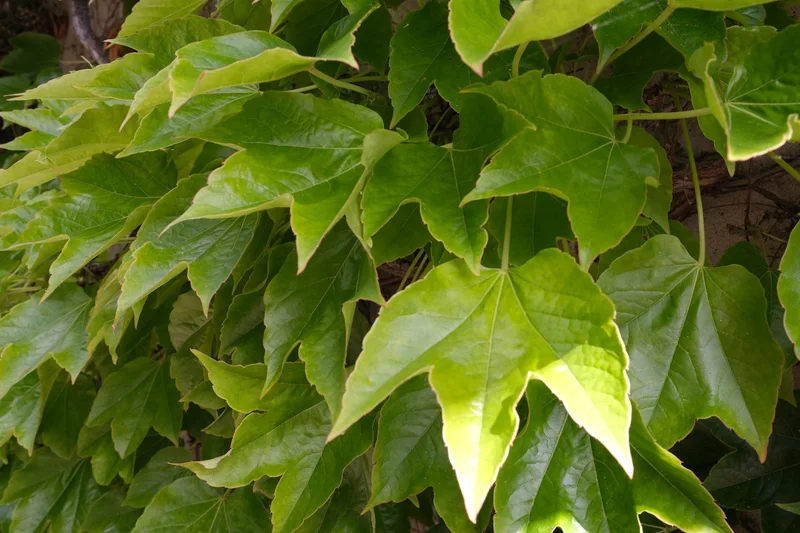 Nahaufnahme von frischen grünen Efeublättern im Licht.