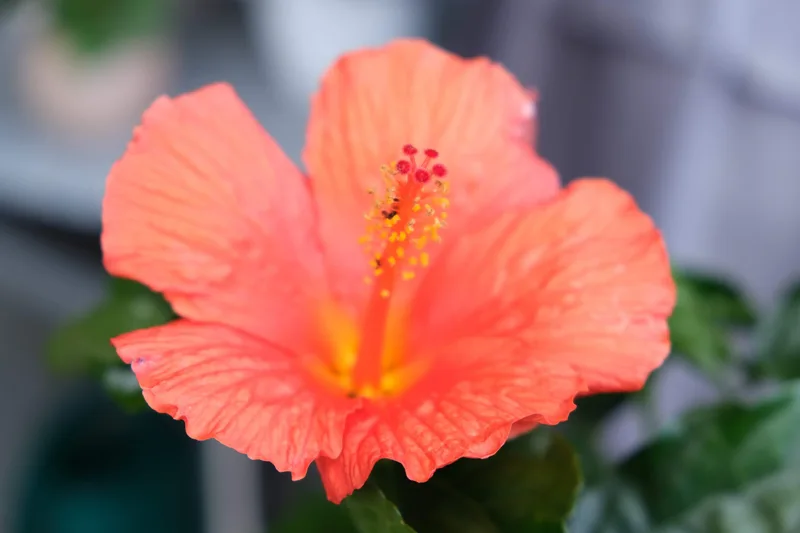 Nahaufnahme einer orangefarbenen Hibiskusblüte mit gelbem Blütenzentrum.