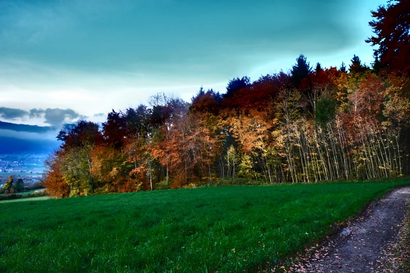 Ein herbstlich gefärbter Waldrand neben einer grünen Wiese unter blauem Himmel.