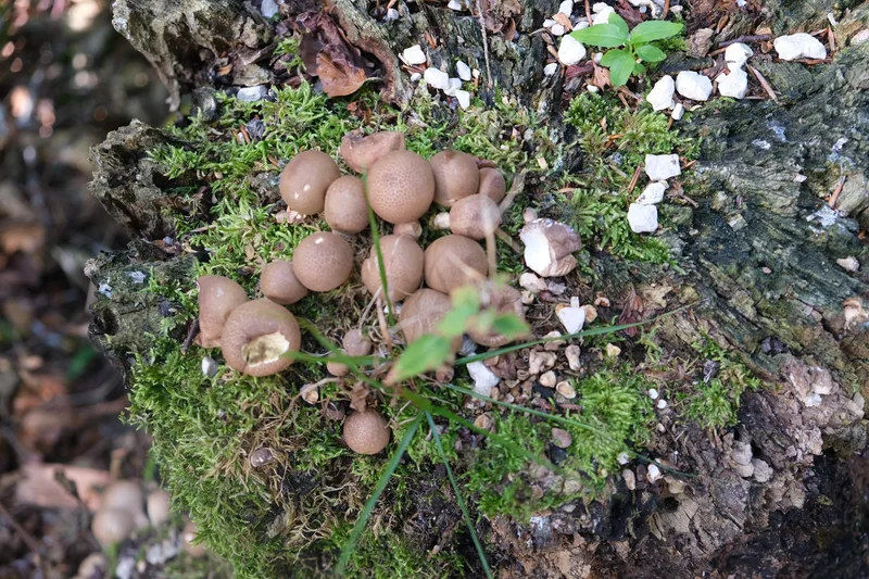 Eine Gruppe kleiner brauner Pilze wächst zwischen Moos und Rinde.