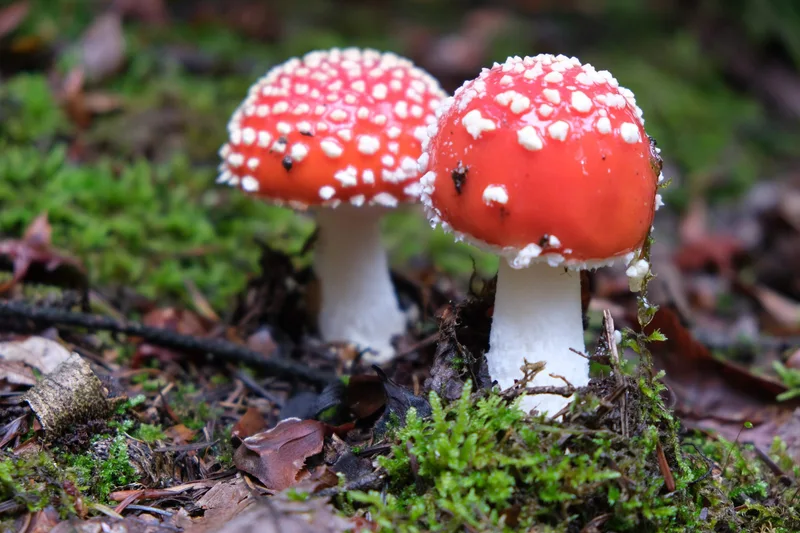 Zwei rot-weiss gepunktete Pilze stehen auf einem moosigen Waldboden.