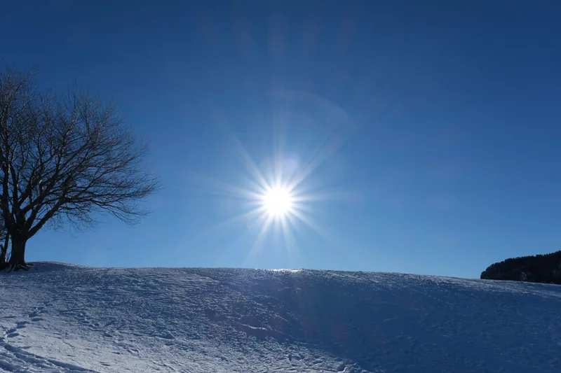 Ein kahler Baum steht auf einem verschneiten Hang unter strahlender Sonne.