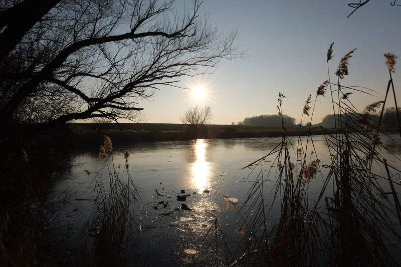 Die Sonne spiegelt sich auf einem See hinter Schilf und dunklen Zweigen.