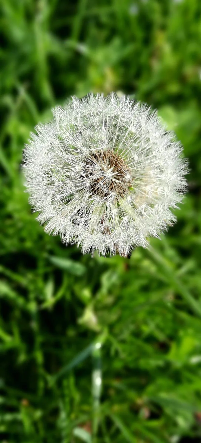 Eine weisse Pusteblume mit feinen Samenständen vor grünem Gras.