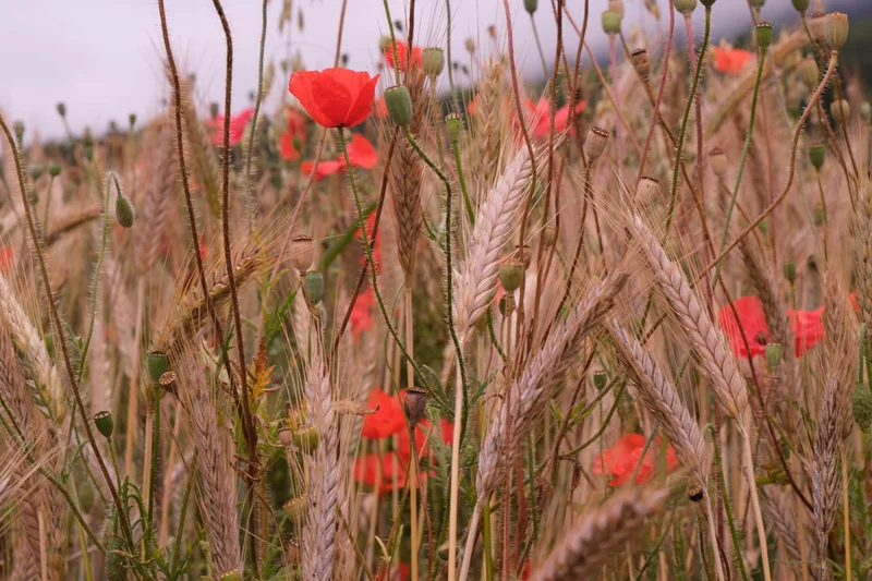 Rote Mohnblüten leuchten zwischen goldenen Getreideähren.