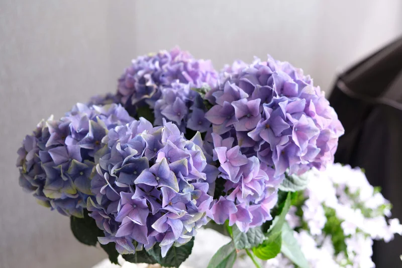 Dichte violette Hortensienblüten im Sonnenlicht.