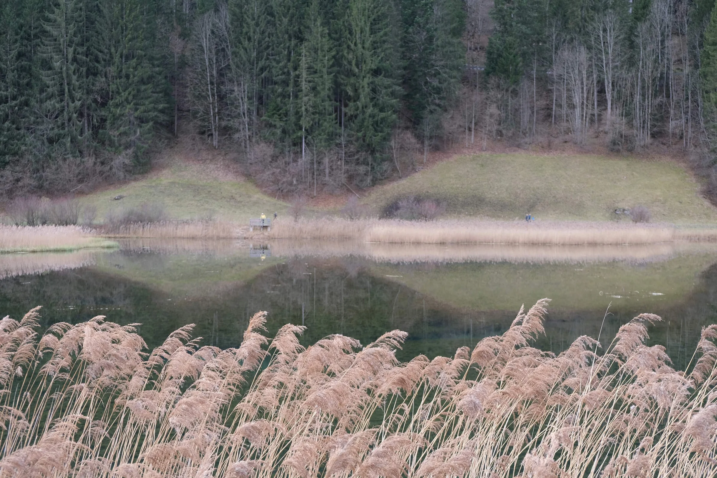 Schilf vor einem stillen See, in dessen Wasser sich ein Wald spiegelt. Fotografie von Sandra Eigler.