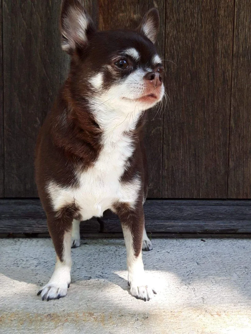 Ein kleiner dunkelbrauner Hund mit weissen Pfoten steht vor einer Holztür.
