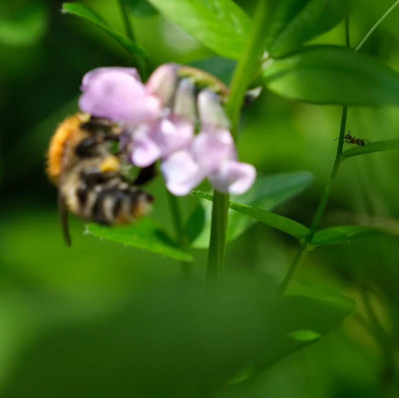 Eine Hummel besucht eine zartviolette Blüte zwischen grünen Blättern.