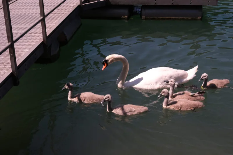 Ein weisser Schwan schwimmt mit seinen grauen Jungtieren neben einem Steg.