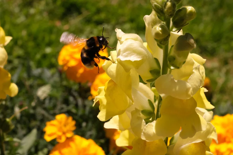 Eine Hummel fliegt an gelben Blüten vor grünem Hintergrund.