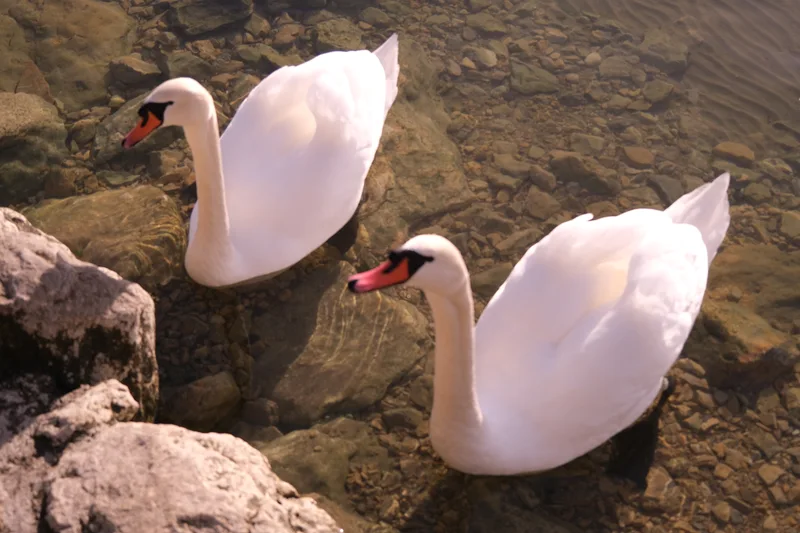 Zwei weisse Schwäne schwimmen im klaren Wasser neben Ufersteinen.