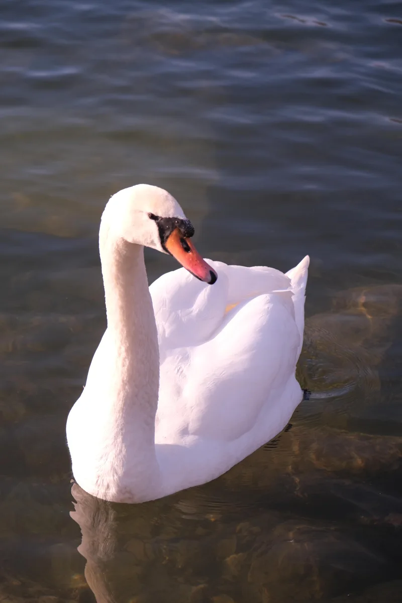 Ein einzelner weisser Schwan schwimmt im dunklen Wasser.