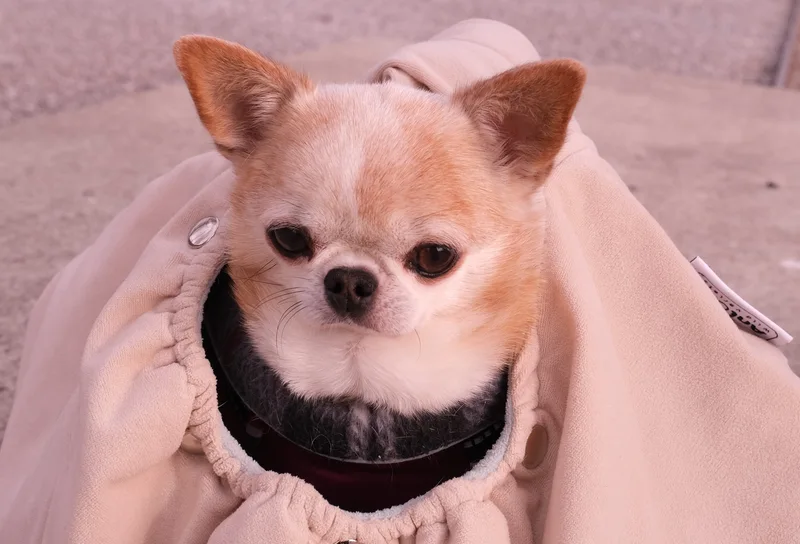 Ein kleiner hellbrauner Hund schaut aus einem hellen Stoffbeutel.