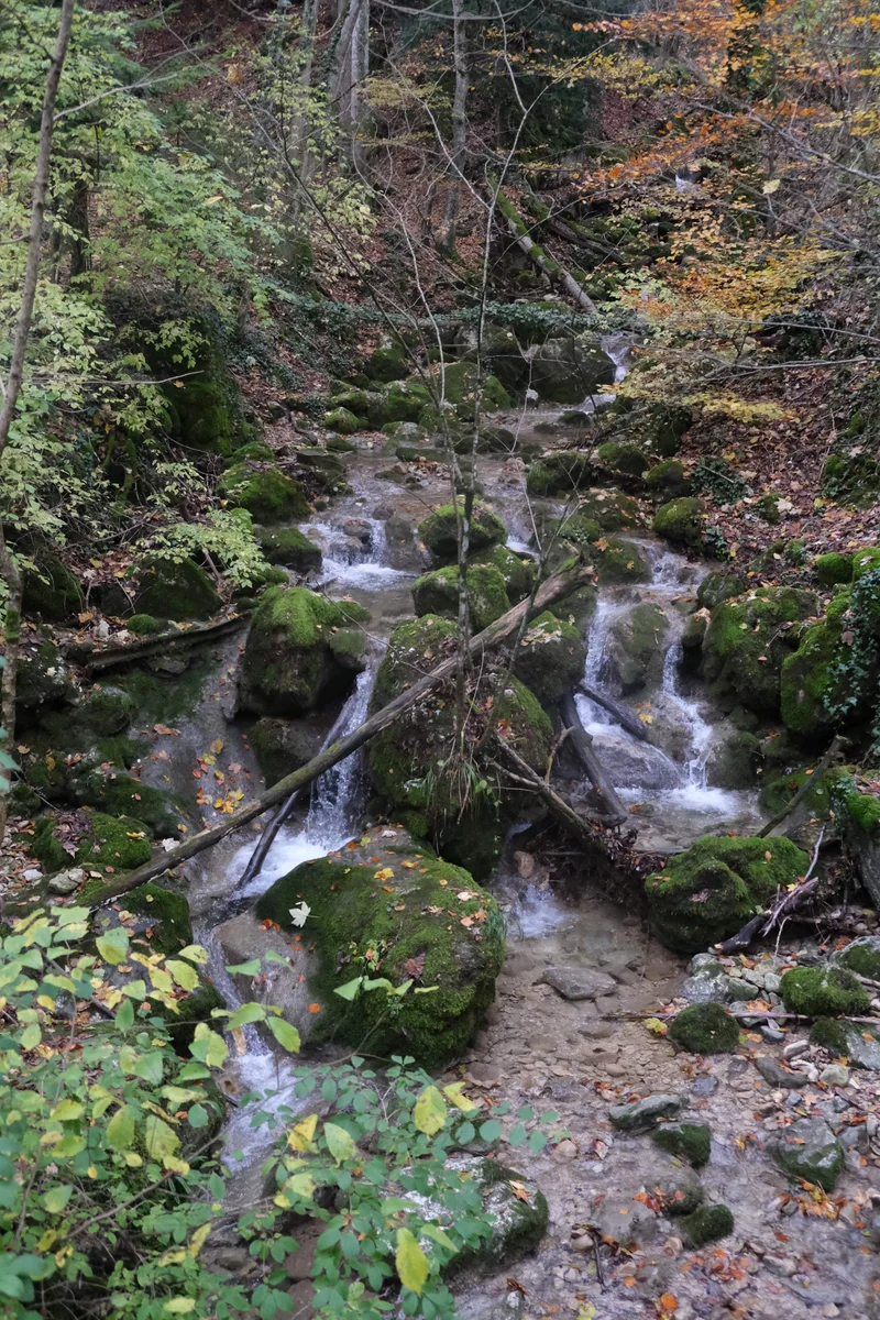 Ein schmaler Waldbach zwischen moosbewachsenen Steinen. Fotografie von Sandra Eigler.